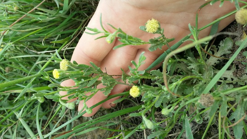 Prairiedawn photo 4