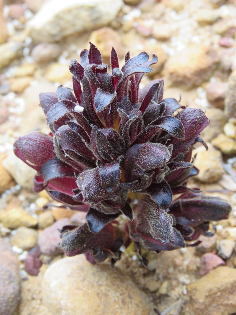Hyobanche atropurpurea