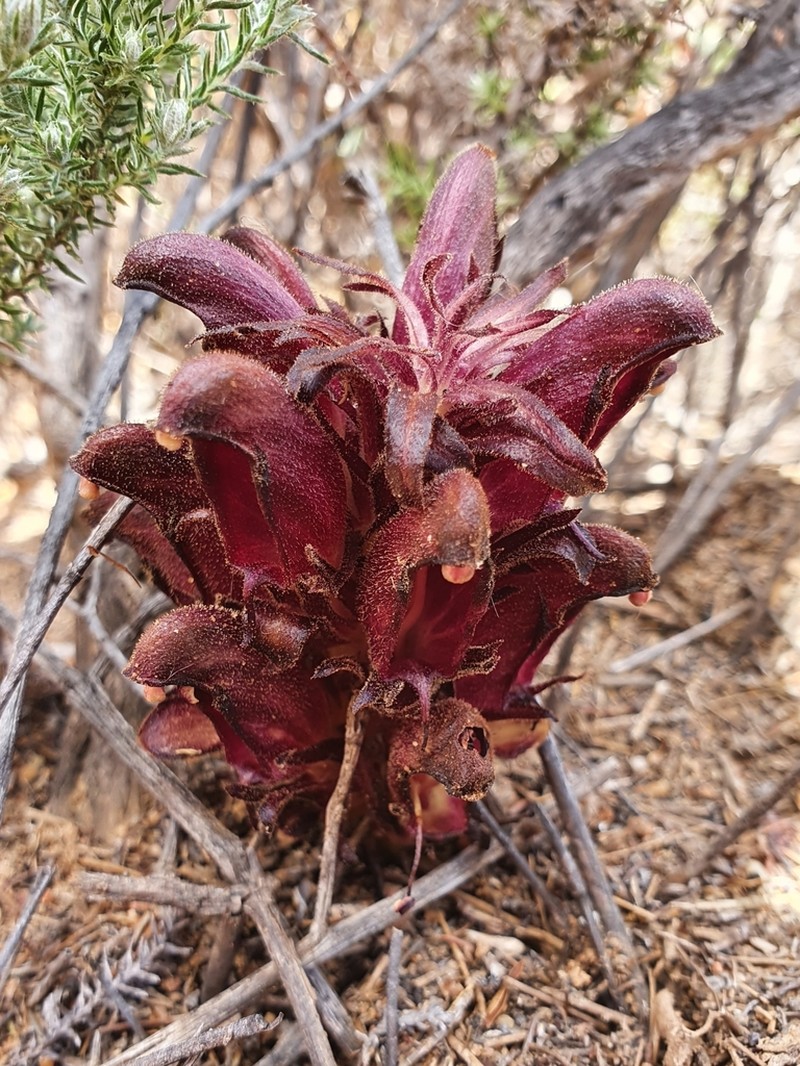 Hyobanche atropurpurea photo 2