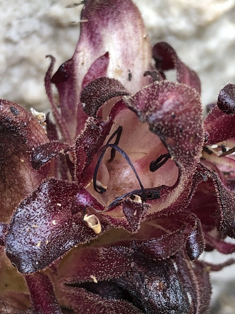 Hyobanche atropurpurea photo 3
