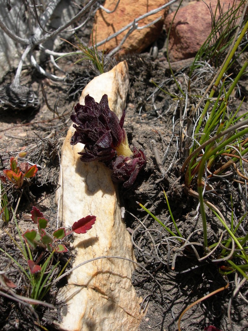 Hyobanche atropurpurea photo 4
