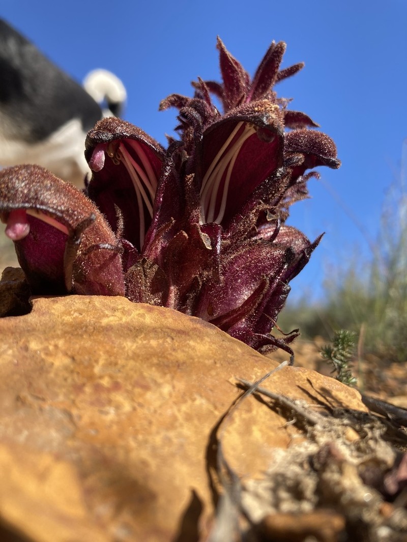 Hyobanche atropurpurea photo 5
