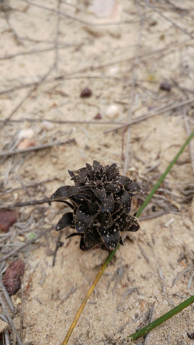 Hyobanche atropurpurea photo 6