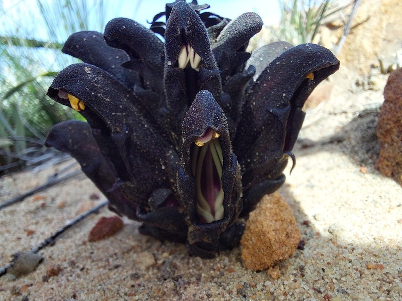 Hyobanche atropurpurea photo 7
