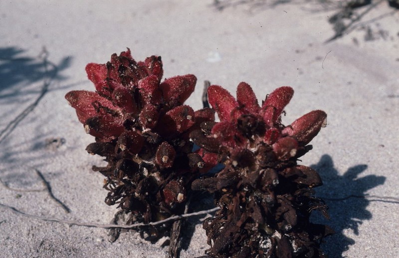 Hyobanche atropurpurea photo 8