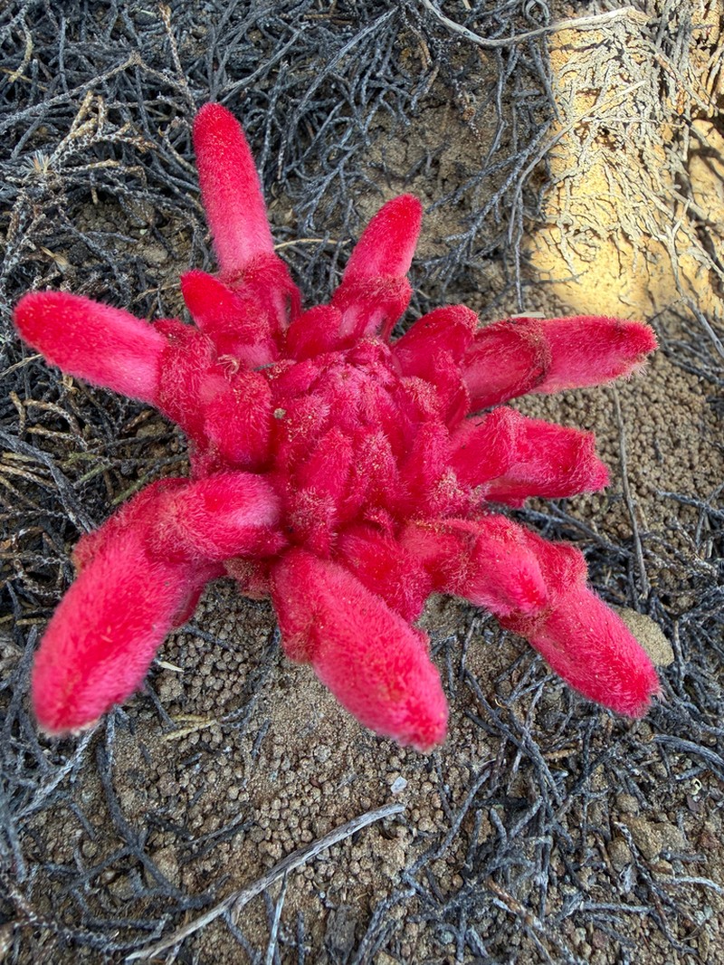 Hyobanche barklyi