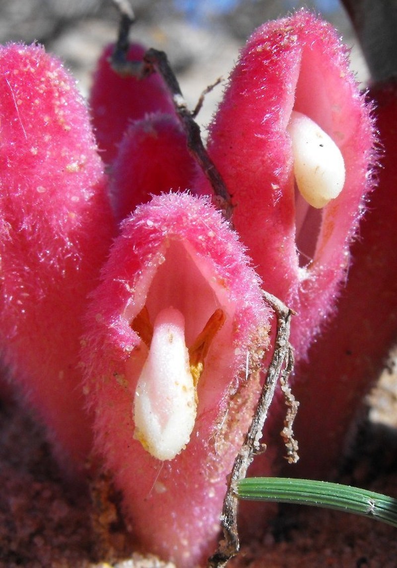 Hyobanche barklyi photo 2