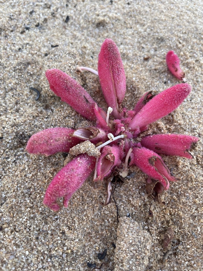 Hyobanche barklyi photo 3