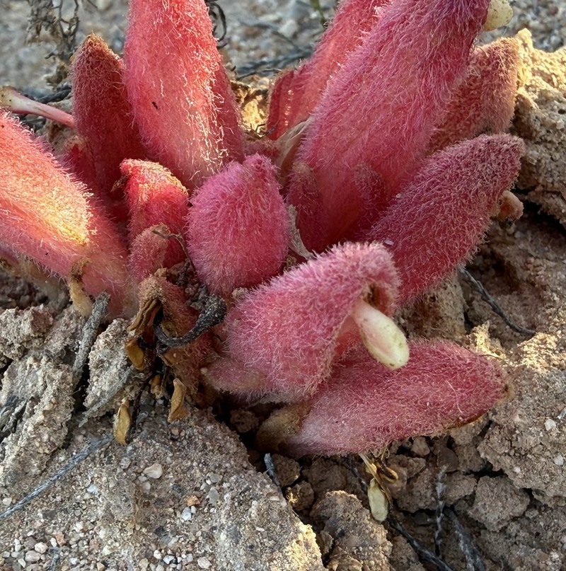 Hyobanche barklyi photo 4