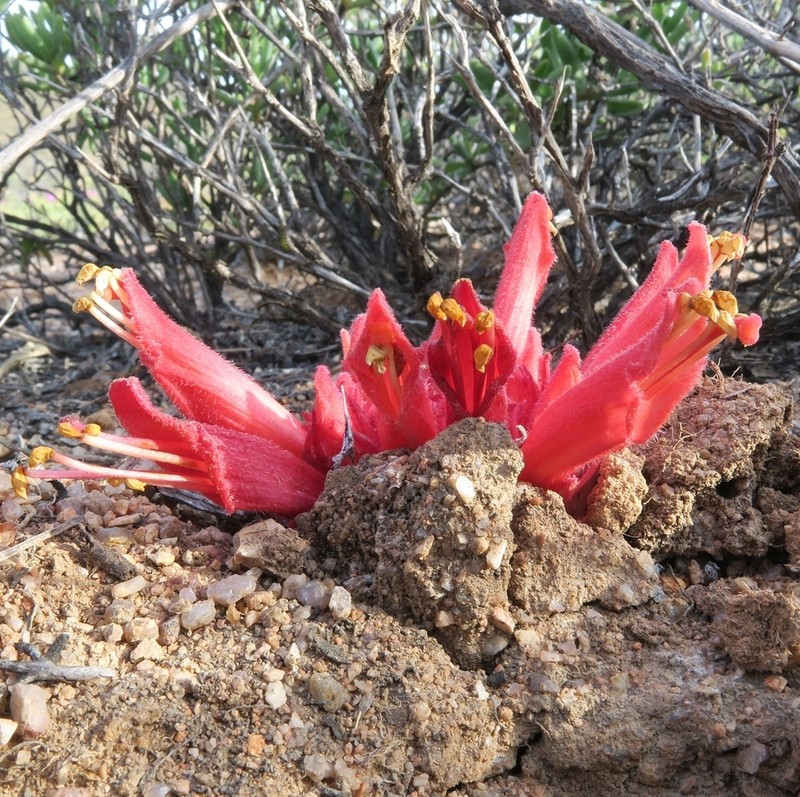 Hyobanche barklyi photo 5