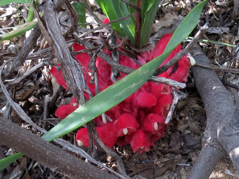 Hyobanche barklyi photo 6