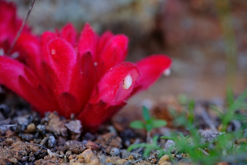 Hyobanche barklyi photo 7