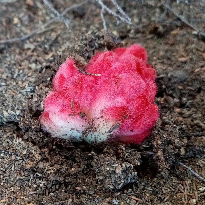 Hyobanche barklyi photo 8