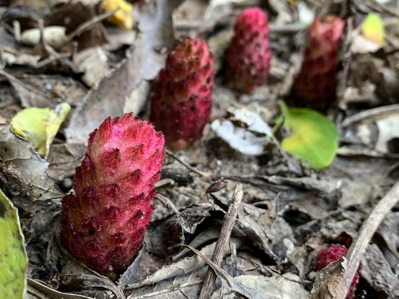 Hyobanche fulleri photo 2