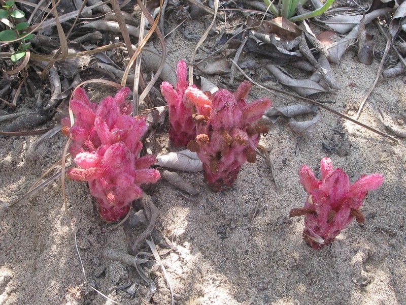 Hyobanche fulleri photo 3
