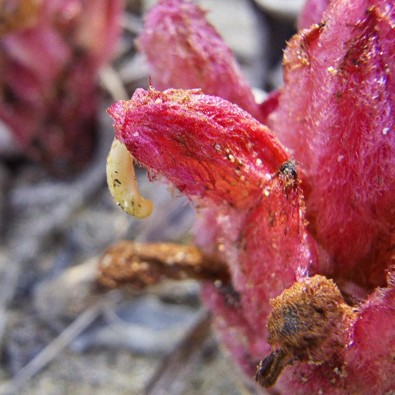 Hyobanche fulleri photo 4