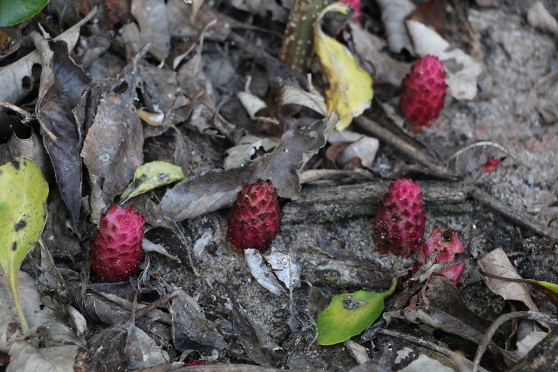 Hyobanche fulleri photo 7