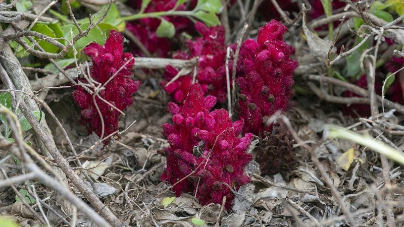 Hyobanche fulleri photo 8