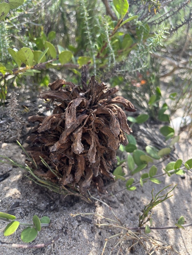 Hyobanche robusta