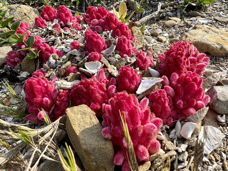 Hyobanche robusta photo 2