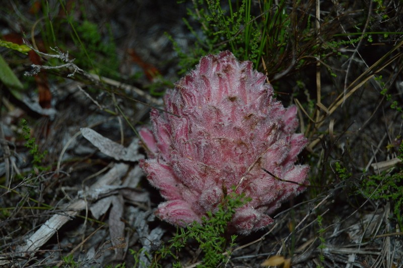 Hyobanche robusta photo 3