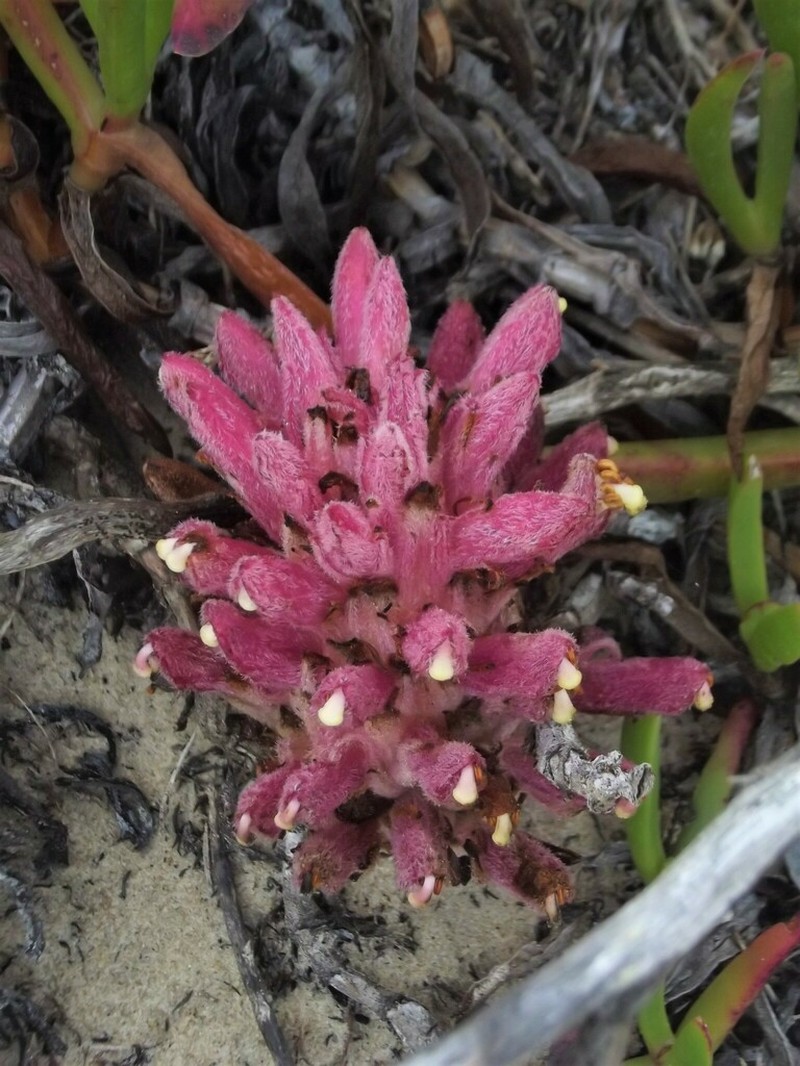 Hyobanche robusta photo 4