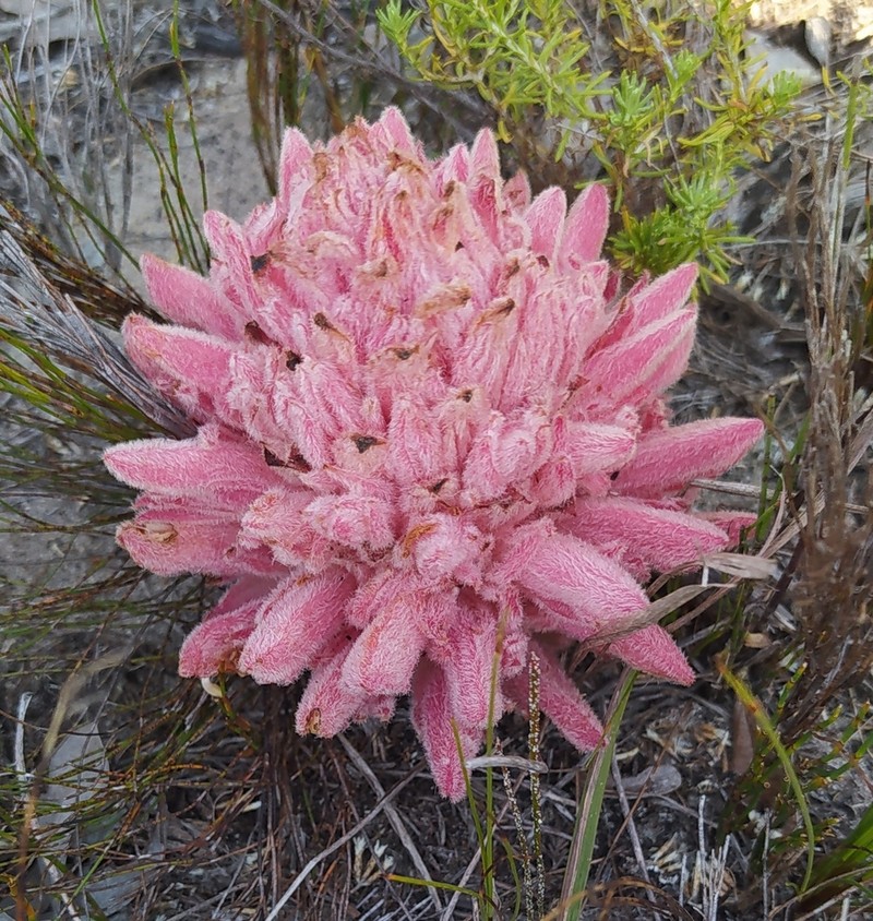 Hyobanche robusta photo 5