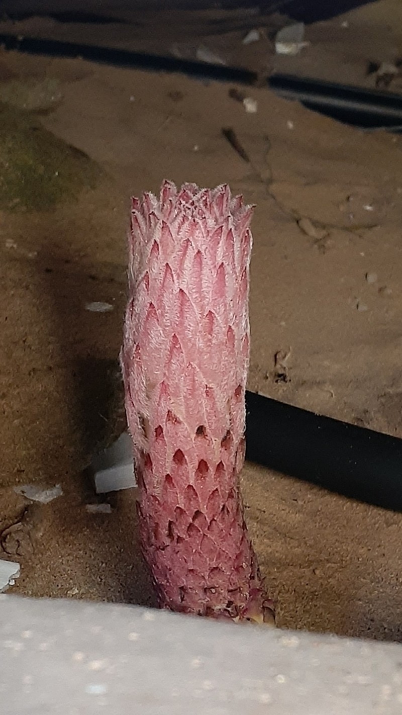 Hyobanche robusta photo 6