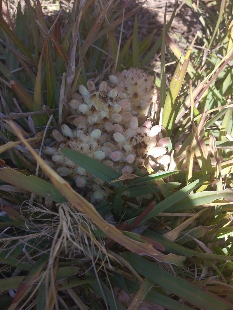 Hyobanche robusta photo 7