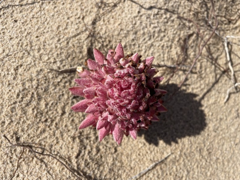 Hyobanche robusta photo 8