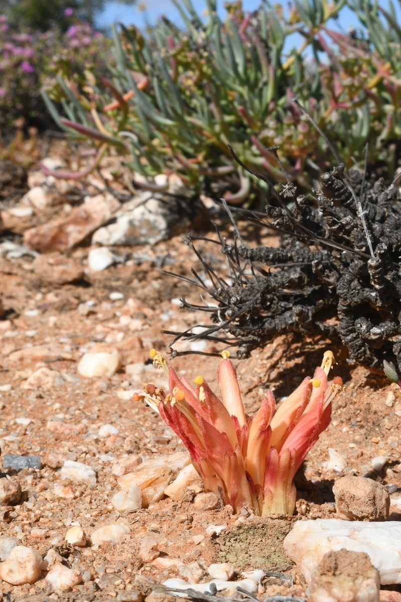 Hyobanche rubra