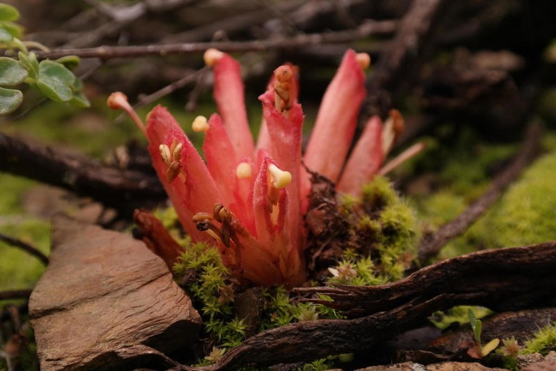 Hyobanche rubra photo 2