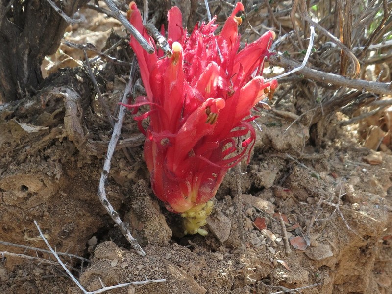 Hyobanche rubra photo 3