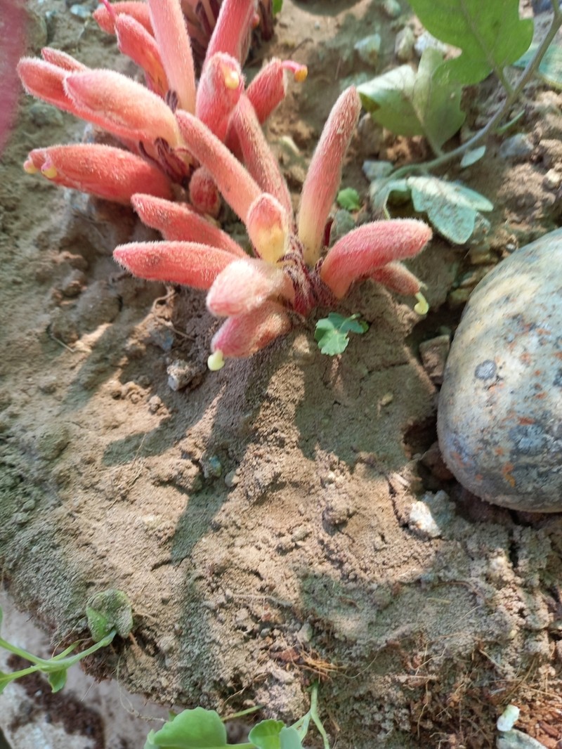 Hyobanche rubra photo 4