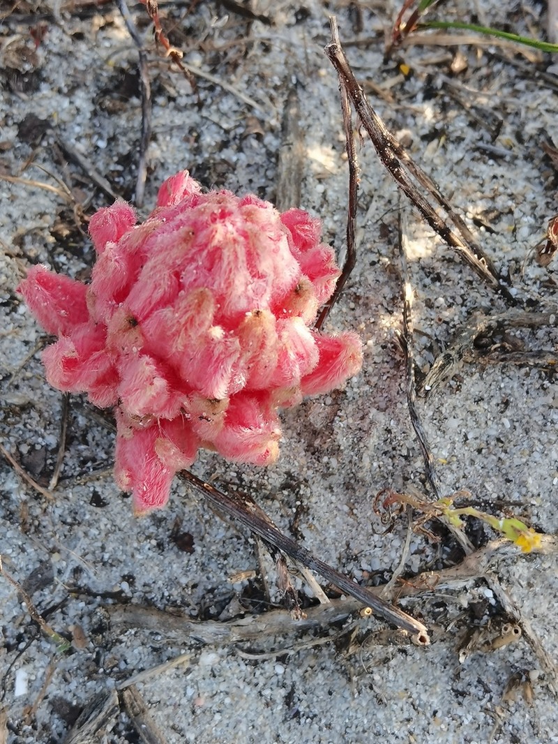 Hyobanche rubra photo 5