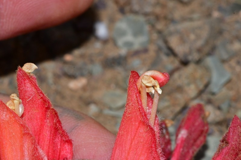 Hyobanche rubra photo 6