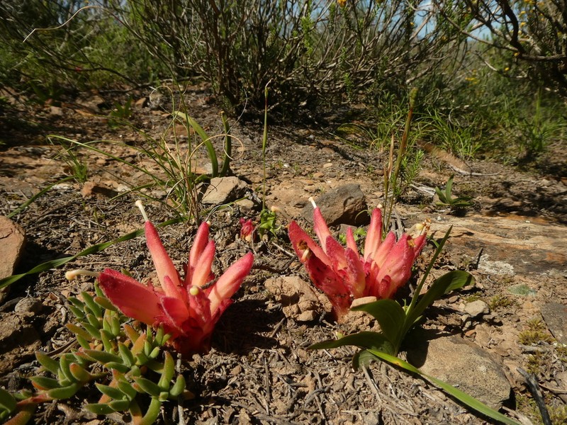 Hyobanche rubra photo 7