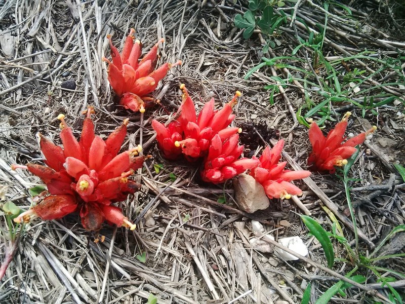Hyobanche rubra photo 8