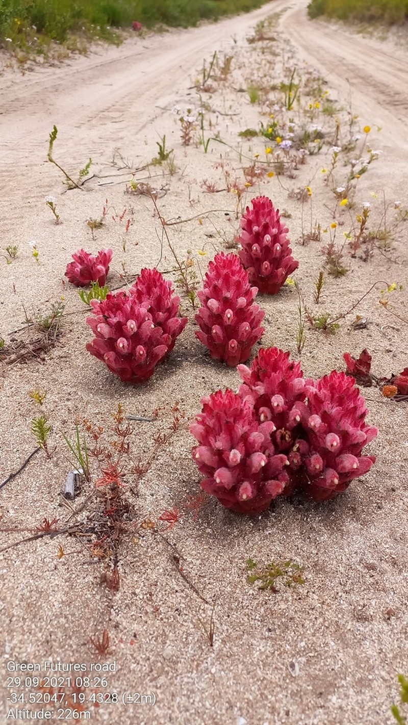 Hyobanche sanguinea