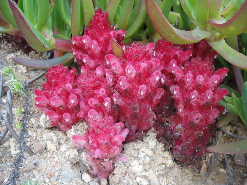Hyobanche sanguinea photo 2