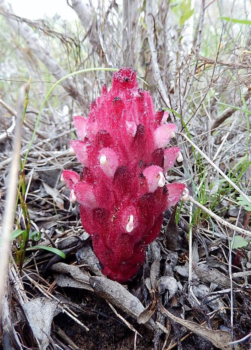 Hyobanche sanguinea photo 3
