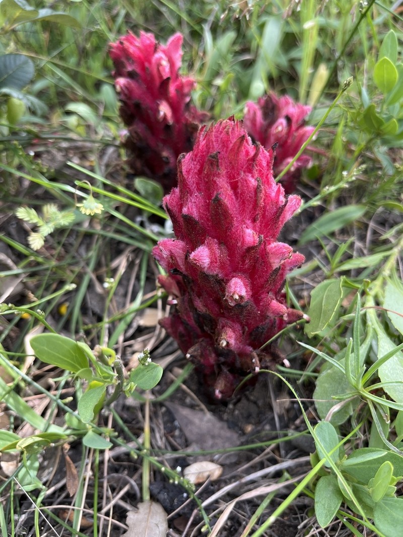Hyobanche sanguinea photo 4