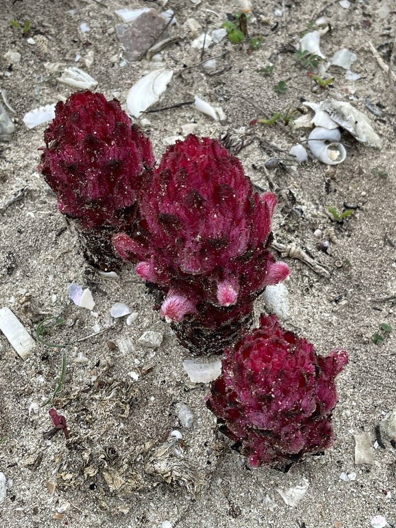 Hyobanche sanguinea photo 5