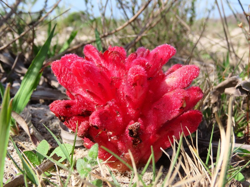 Hyobanche sanguinea photo 6
