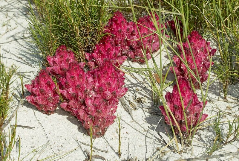 Hyobanche sanguinea photo 7
