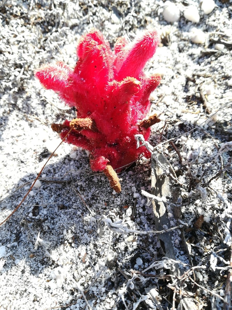 Hyobanche sanguinea photo 8