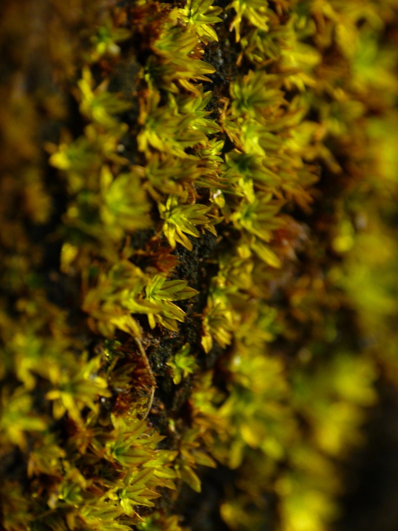 Hyophila Moss photo 2