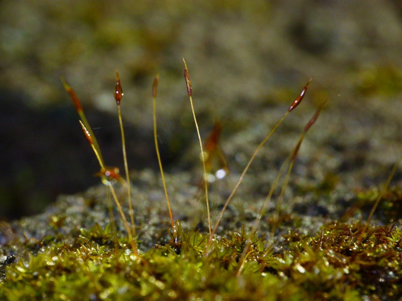 Hyophila Moss photo 3