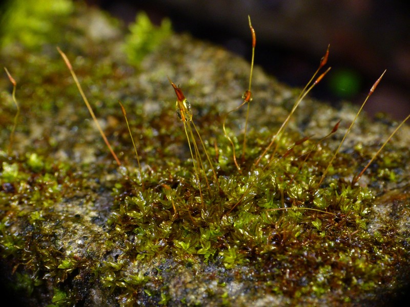 Hyophila Moss photo 4