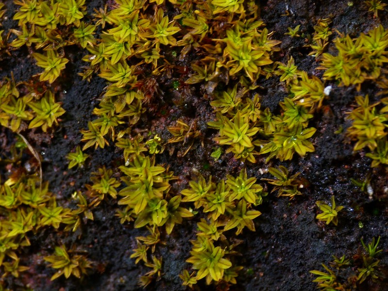 Hyophila Moss photo 5